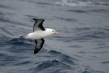 720px-black-browed-albatross-07.jpg