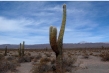 720px-cactus.jpg