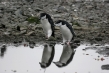 720px-chinstrap-penguin-006.jpg