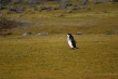 720px-chinstrap-penguin-012.jpg