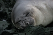 720px-elephant-seal-03.jpg