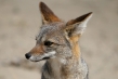 720px-fox-05.jpg