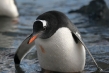 720px-gentoo-penguin-072.jpg