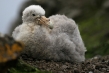 720px-giant-petrel-chick-03.jpg