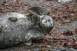 720px-weddell-seal-01.jpg