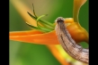 720cpx-larva-flower-1.jpg
