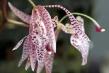 720px-orchid.jpg