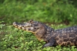 720px-caiman.jpg