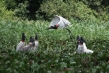 720px-jabiru.jpg