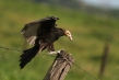 720px-vulture-1.jpg