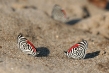 720px-89-butterfly.jpg