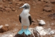 720px-blue-booby.jpg