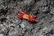 720px-crab.jpg