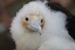 720px-frigate-chick.jpg