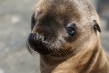 720px-sea-lion.jpg