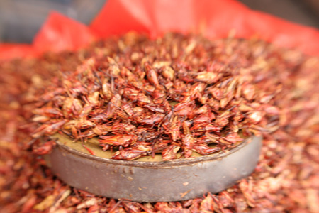 chapulines