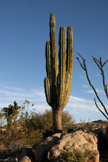 baja-cactus