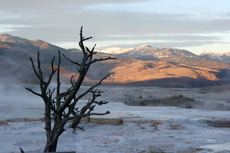 Gnarled trees